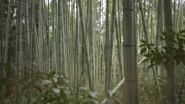 Bosque de Bamboo