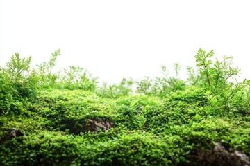 Obraz premium Green Environment with plant and trees on isolated white background