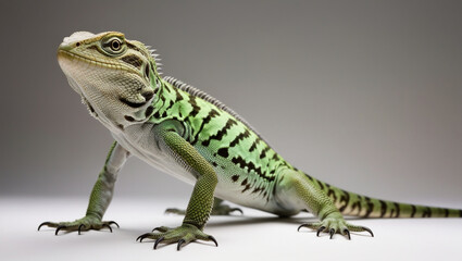 Naklejka premium a lizard with vibrant green and black stripes, resting on a white surface against a neutral gray background