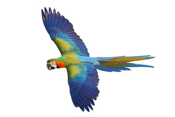 Colorful flying Catalina Macaw parrot isolated on transparent background png file