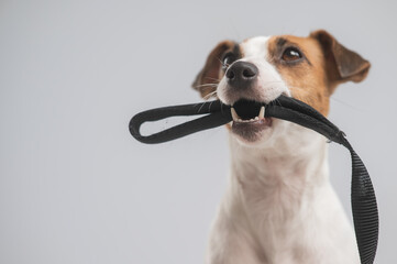 Portrait of a Jack Russell Terrier dog holding a leash on a white background. 
