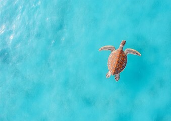 Naklejka premium Sea Turtle Gliding Gracefully in Vibrant Blue Ocean