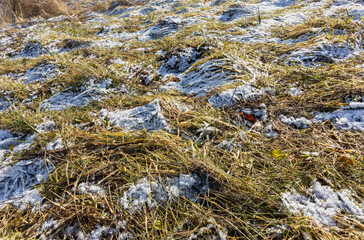 Old dry grass covered with snow is laid