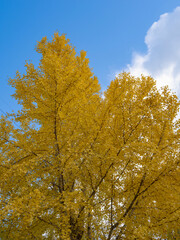 秋の青空と黄色いイチョウ