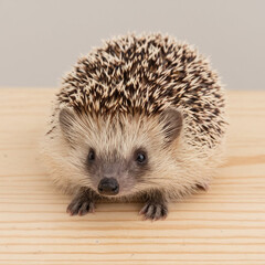 Obraz premium Adorable Hedgehog on Wooden Surface