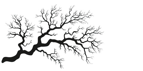 Fototapeta premium A sycamore tree silhouette, urban nature theme, detailed branches, black vector, isolated on white background