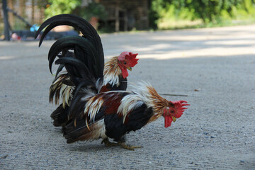 The Japanese Bantam is a Japanese is a true bantam breed, meaning that it has no large fowl counterpart. It characterised by very short legs.A Male Rooster Chicken.