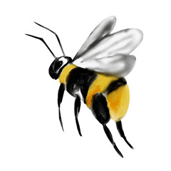  Bumblebee watercolor illustration. An insect with black and yellow stripes. A bumblebee is flying. Sketch illustration. For flower patterns, compositions and cards