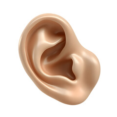 This image shows a detailed 3D rendering of a human ear showcasing its intricate anatomy.