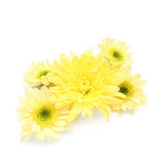 Beautiful yellow chrysanthemum flowers on white background