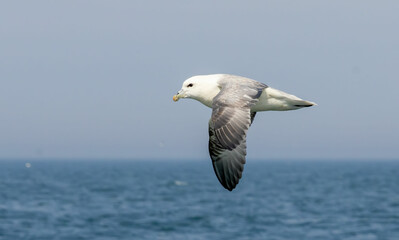Northern Fulmar on breeding rocks of Bempton cliffs, UK