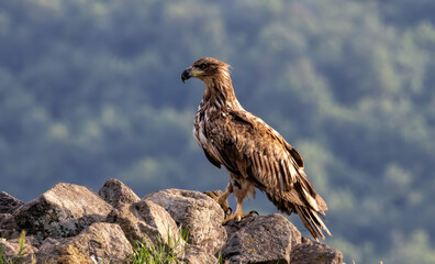 White-tailed Sea eagle sitting on feeding station