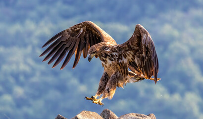 White-tailed Sea eagle sitting on feeding station