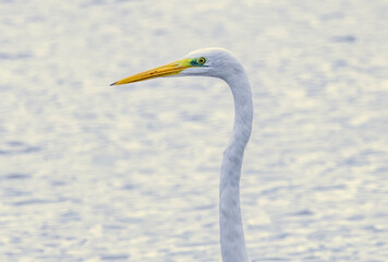 Great White Egret (Ardea alba) in a natural habitat