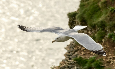 Closeup of a Herring Gull with a blue background