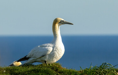 Northern Gannet on breeding rocks of Bempton cliffs, UK