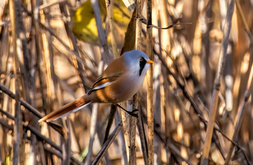 Bearded reedling (Panurus biarmicus) in a natural habitat