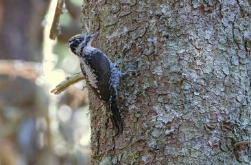 Three-toed Woodpecker in a natural habitat