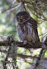 Pygmy Owl (Glaucidium passerinum) in a natural habitat