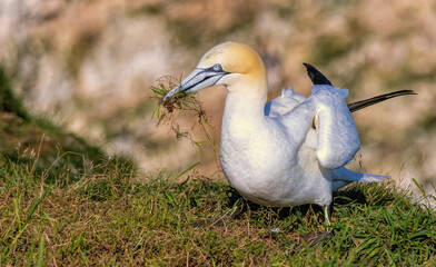 Northern Gannet on breeding rocks of Bempton cliffs, UK