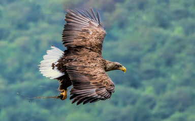 White-tailed Sea eagle sitting on feeding station