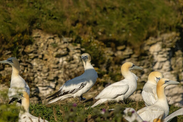 Northern Gannet on breeding rocks of Bempton cliffs, UK