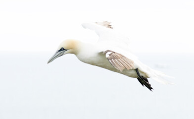 Northern Gannet on breeding rocks of Bempton cliffs, UK
