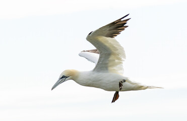 Northern Gannet on breeding rocks of Bempton cliffs, UK