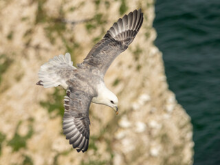Northern Fulmar on breeding rocks of Bempton cliffs, UK