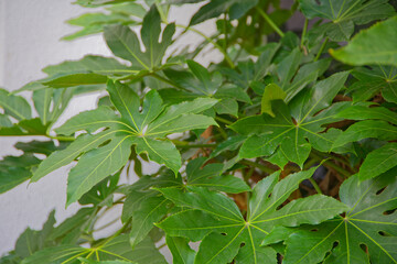 植物は、いつも、話しかけていると、言葉ではなく、テレパシーで。