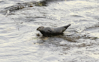 Gray Seal on the coast of UK