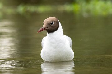Black-headed Gull in a natural habitat