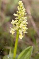Pale-flowered orchid (Orchis pallens)