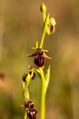 Eastern Spider Orchid (Ophrys mammosa) in natural habitat