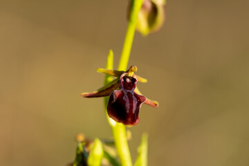 Eastern Spider Orchid (Ophrys mammosa) in natural habitat