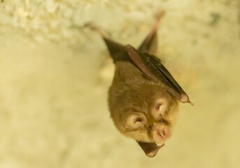 A group of bats sitting in the day under bridge