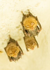 A group of bats sitting in the day under bridge
