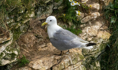 Kittiwake (Rissa tridactyla) in a breeding season in UK