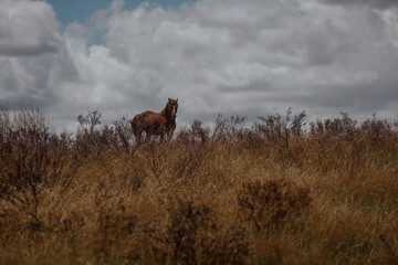 Wild horses in Australian Alps Kosciuszko National Park