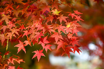 日本の秋 京都の紅葉