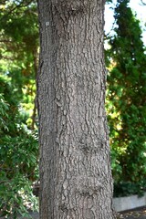 Pistacia chinensis autumn leaves. Anacardiaceae dioecious deciduous tree. It provides ample shade in the summer and turns beautiful red in the fall, so it is used as a park tree or street tree.