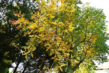 Pistacia chinensis autumn leaves. Anacardiaceae dioecious deciduous tree. It provides ample shade in the summer and turns beautiful red in the fall, so it is used as a park tree or street tree.
