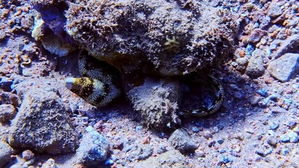 Close up of a snowflake eel resting in a shallow hiding spot at the bottom of the Red Sea. Handheld shot