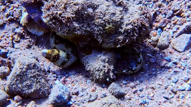 Close up of a snowflake eel resting in a shallow hiding spot at the bottom of the Red Sea. Handheld shot