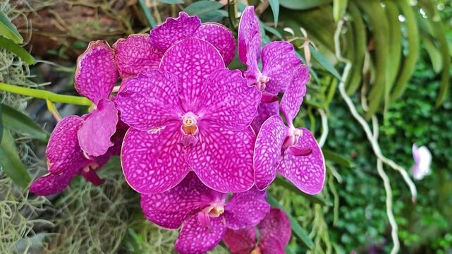 Purple orchid flower, doritaenopsis hybrid genus plant, Phalaenopsis amabilis.