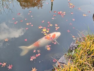 A serene koi pond with a large orange-and-white koi swimming beneath the surface, surrounded by...