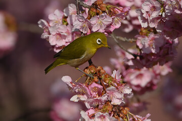 メジロと桜