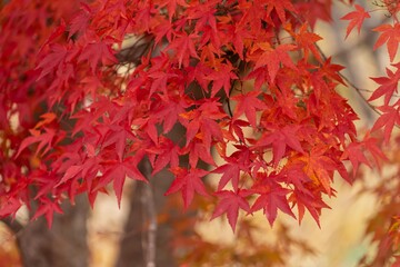紅葉の木々