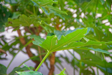 植物は、いつも、話しかけていると、言葉ではなく、テレパシーで。