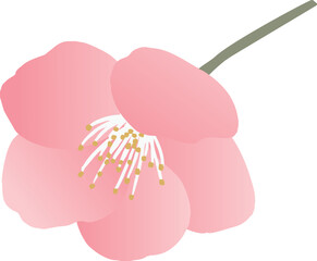 梅の花のベクターイラスト